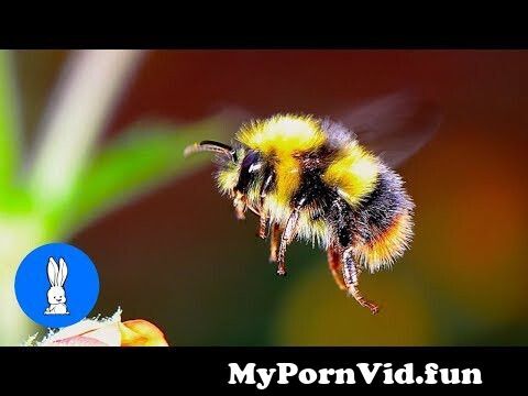 Furry Porn Honey Bees