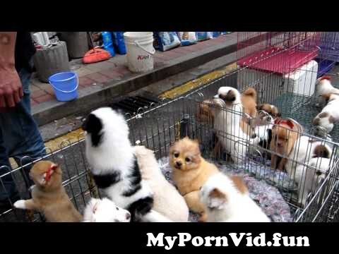 Porn with animal in Guangzhou