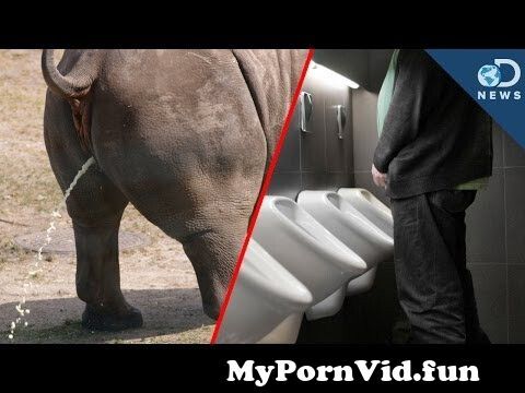 Porn animal pissing 