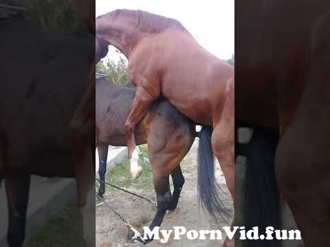 Horse porn in Palembang