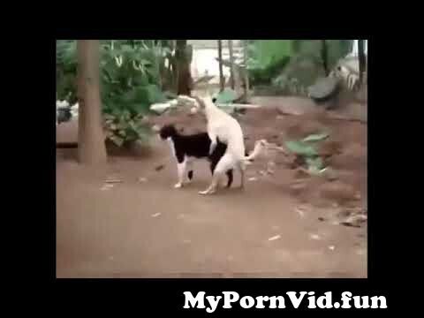 Animal fucking Girl Sex