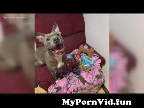 Dog videos sex in Mannheim