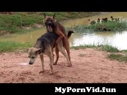 Videos in sex Vishakhapatnam dogs Kerala Aunty