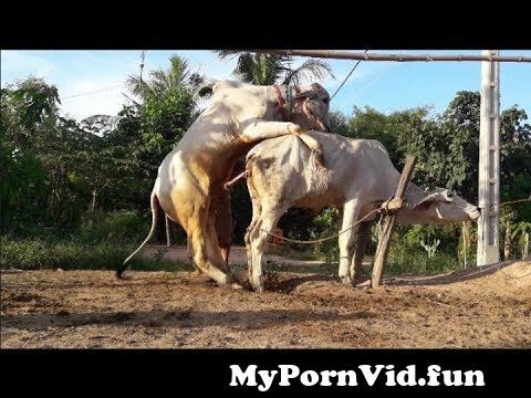 Wow! Amazing breed cows how to breeding cows in siem reap cambodia from ox  xnx Watch Video 