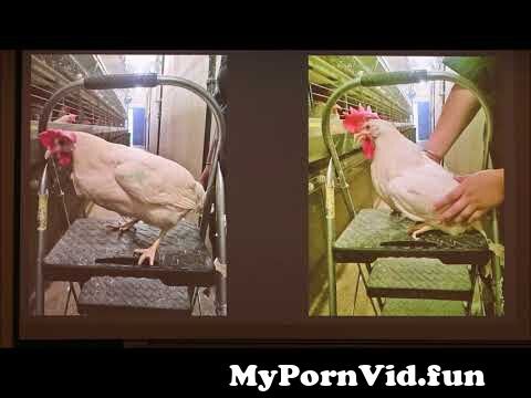 Man fuck chicken