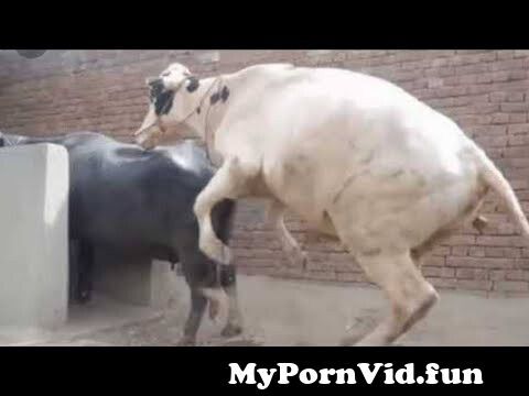Animals mating animals meeting || animal sexy gawar bulbul meeting from  bulbul xx Watch Video 