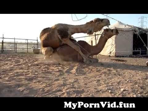 Porno camel Sweet Show