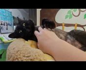 Shelter Cat Vids