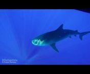 ONE OCEAN DIVING SHARK Snorkel u0026 Safety Hawaii