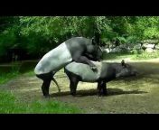 Animals Prank Video