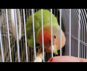 Quaker Parrot and Lovebirds