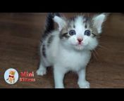 Mini Kittens