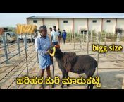 Rohit sheeps Karnataka