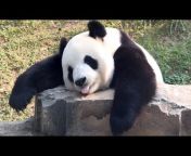 Panda Story