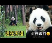 胖达日记 Hi Panda