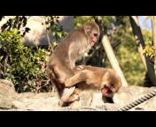 Monkeys lover