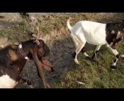 Noondani Goat and dairy Farm