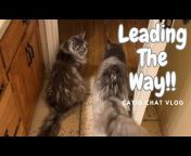 Maine Coon Capers