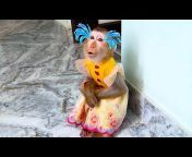 Monkey KaKa