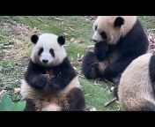 Panda HeHua和花🌸