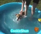 CookieShun