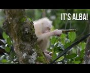 Borneo Orangutan Survival