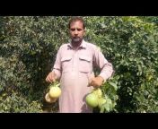 Agri Consultant M.M. Nadeem