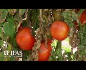 IFAS Video