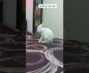 Meeku Bunny