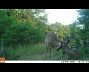 Grant Critchfield&#39;s Texas Trail Cams