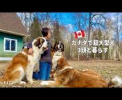 カナダで超大型犬と暮らす Northern Field