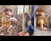 Monkey Technique