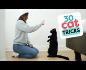 Cat School Clicker Training