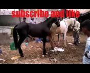 Akram Dairy Farm All pet&#39;s channel