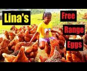 Lina&#39;s Free Range Eggs