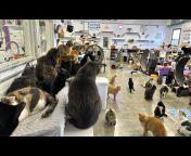 Furball Farm Cat Sanctuary