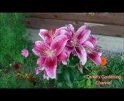 Carrie&#39;s Gardening Channel