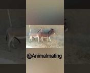 Animal Mating
