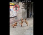The HilleHoo Show