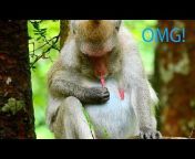 How Monkey Cry