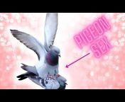 Pigeonpedia