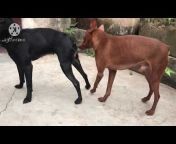 Dog Meeting At Countryside