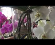 Orkide Rüyam