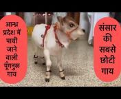 Care4Cow