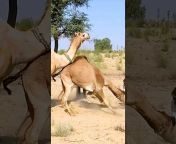 CAMEL by Thar