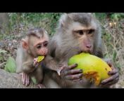 Monkey Dailylife