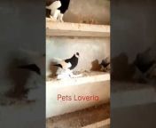Pets Loveria