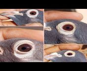 doctor pigeon care