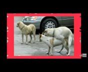 FUNNY VIDEO DOGS