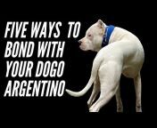 Dogo Argentino USA